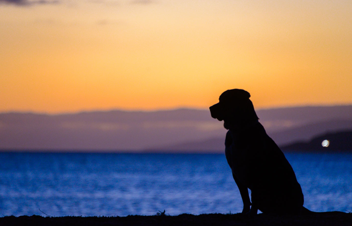 Silhouette of a dog sitting on a beach with a beautiful sunset in the background. The sky is a gradient of warm colors, blending from yellow to deep orange, while the calm ocean water reflects the fading light, reminiscent of those serene moments after visiting the vet.