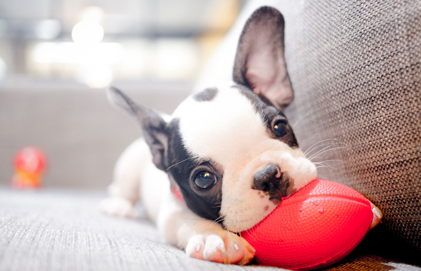 A small black and white puppy with large ears is lying on a gray couch, playfully biting a red rubber toy shaped like a football. The dog's big, expressive eyes are looking directly at the camera, as if waiting for the vet's next visit. The background is softly blurred.