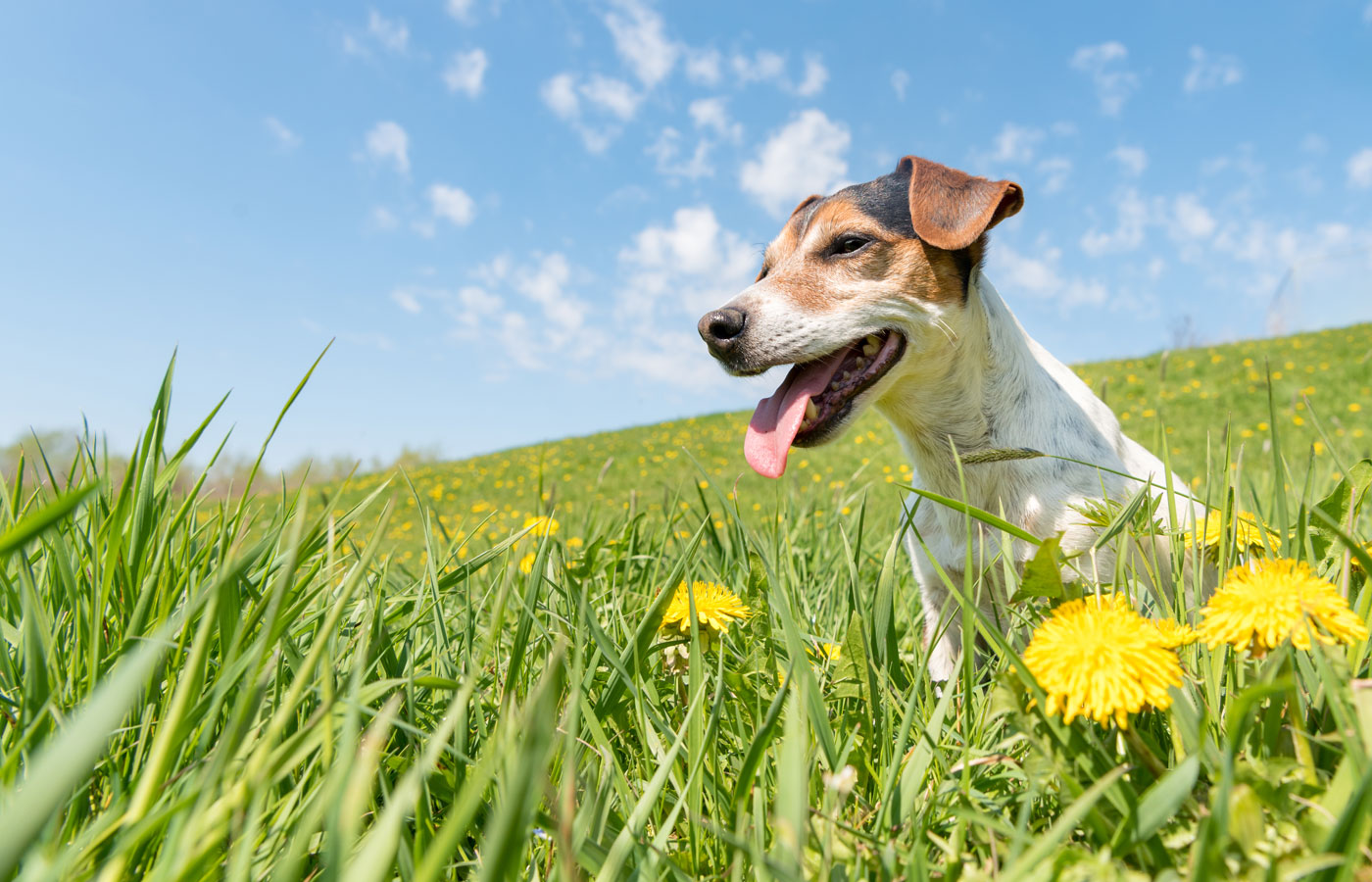 A happy Jack Russell Terrier with a brown and white coat is sitting in a grassy field filled with yellow dandelions under a clear blue sky with scattered clouds. The dog, recently given a clean bill of health by the veterinarian, is panting with its tongue out, enjoying the sunny day.