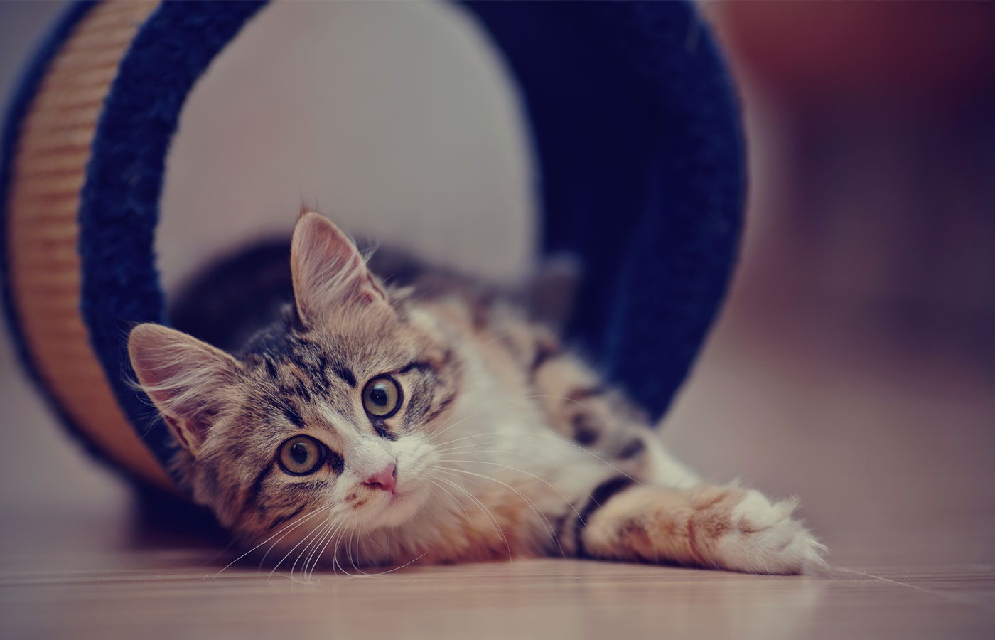 A fluffy tabby kitten with white paws and expressive eyes is lying down, partially inside a blue and beige cylindrical cat tunnel. The kitten's front legs are stretched out, and it is looking intently at the camera as if waiting for its vet appointment. The background is softly blurred.