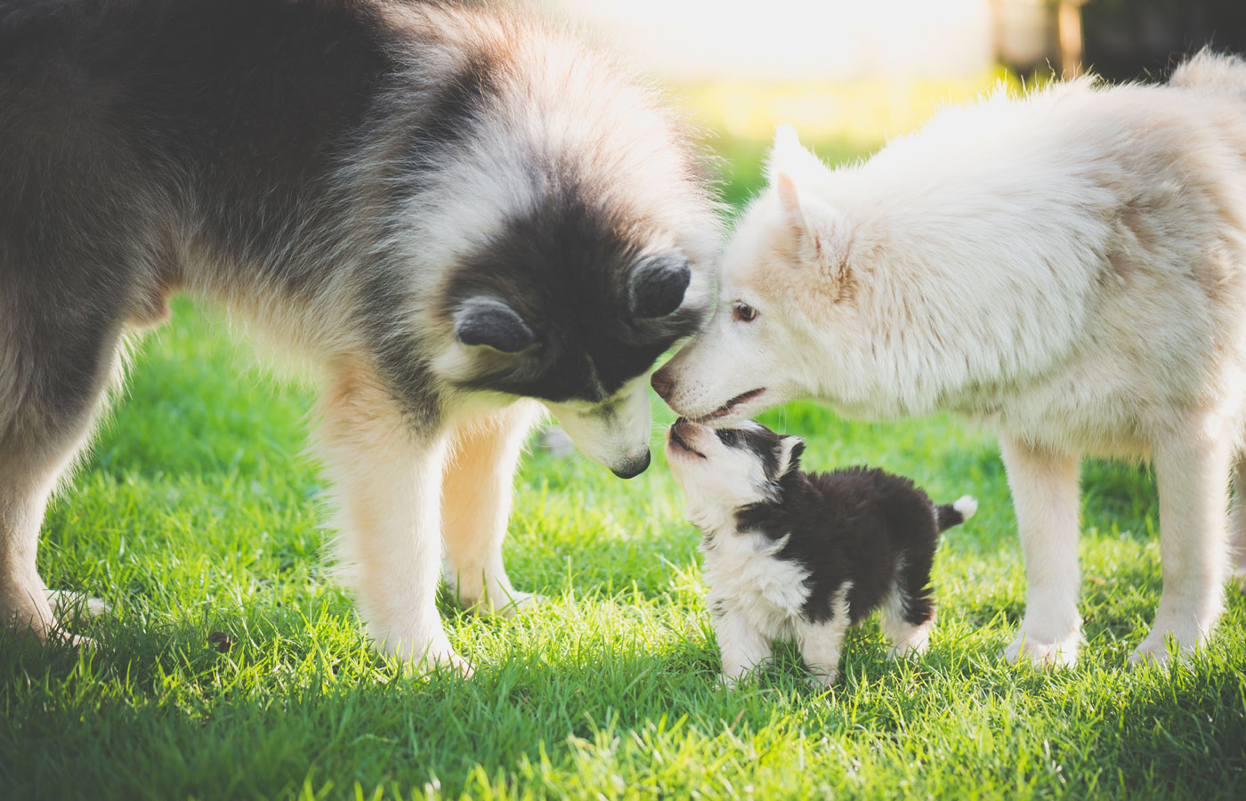 Three dogs, two adult and one puppy, are standing and nuzzling each other in the grass on a sunny day. The adults, one black-and-white and one white, gently touch noses with the fluffy black-and-white puppy between them as they await their vet check-up. The background is blurred greenery.