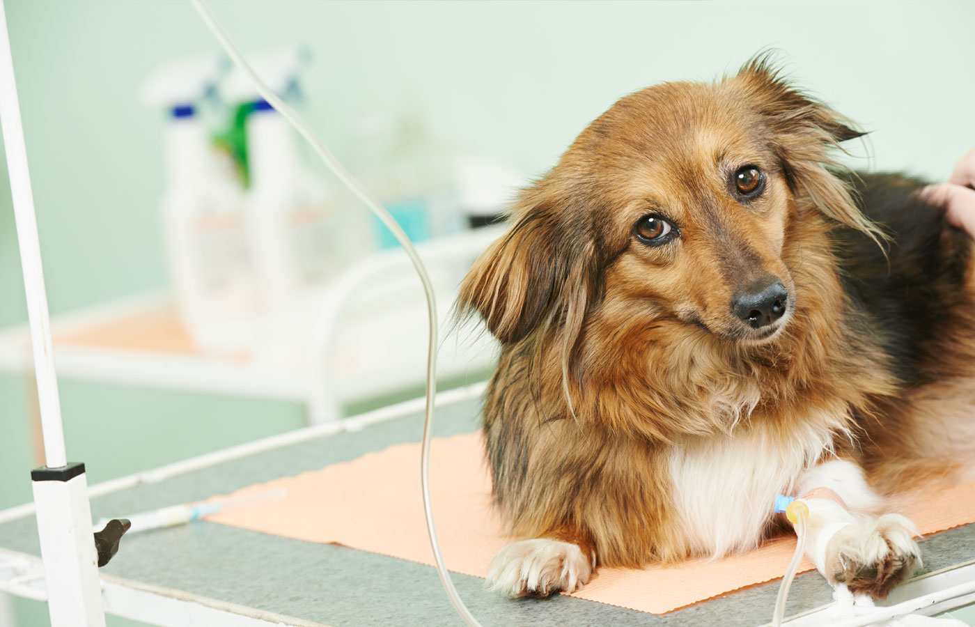 A brown and black fluffy dog with a slightly worried expression lies on a veterinary examination table. The dog has an IV catheter in its front paw. Medical equipment and supplies are visible in the background as the veterinarian prepares to provide care.